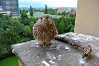 /album/a26-6-2013/posledni-1-jpg/